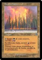 foret enflamee